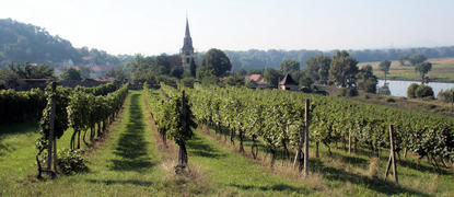 Weinberge Velke Zernoseky